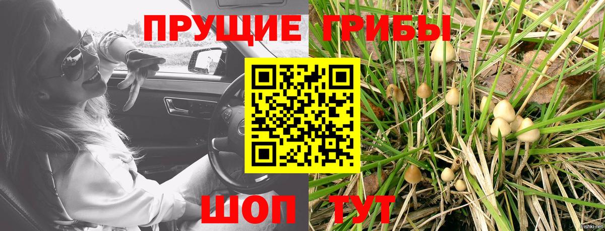 Псилоцибиновые грибы Psilocybine cubensis Елизово